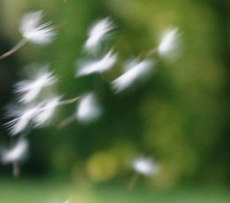 Pusteblume
