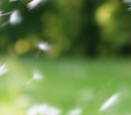 Pusteblume